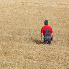 Naklejka na ściany i meble Agricultural scene, farmer or agronomist examine wheat field