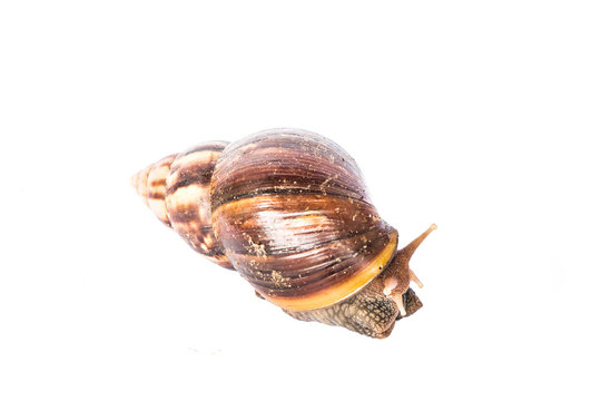 Snail isolated on white background.