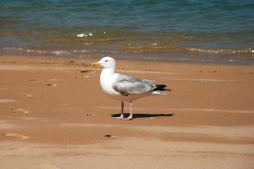 Fototapeta premium Sunbathing on the beach