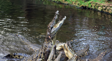 Crocodile in water. Kenya, Afrca