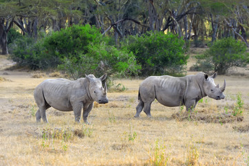 Fototapeta premium African white rhino