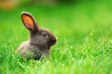 Little rabbit in grass