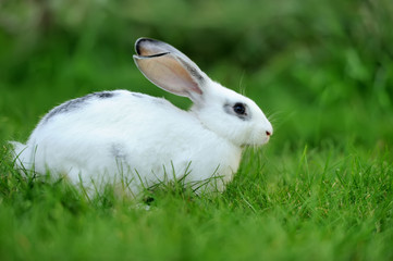 Little rabbit in grass