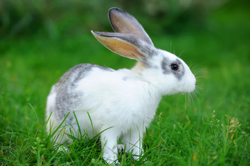 Little rabbit in grass