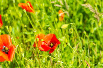 Red poppies in a summer meadow on sunny day