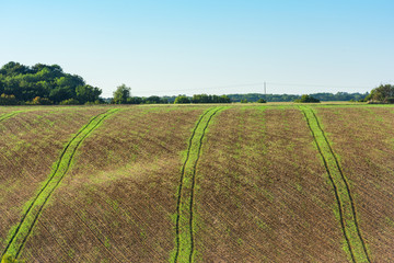 Agricultural field on a hill with young sprouts