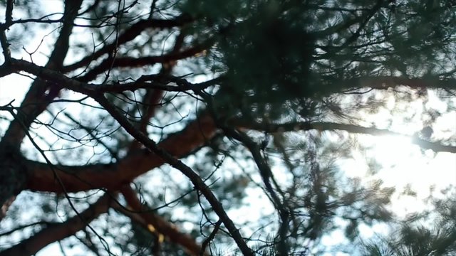 the rays of the sun shines through the branches of a pine