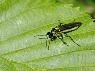 The sawfly Tenthredo mesomela on a leaf
