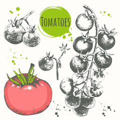 Tomatoes and cherry tomatoes. Set of hand drawn vegetables. 