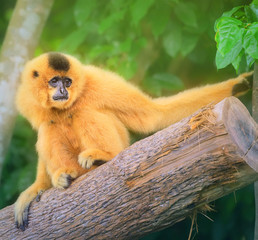 Yellow-cheeked gibbon female, Nomascus gabriellae 