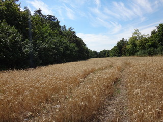 Желтое поле с созревшими колосьями осенним днем