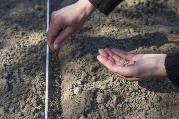 Sådd i grönsaksland