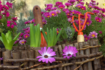 Spring garden. flowers and gardening tools.