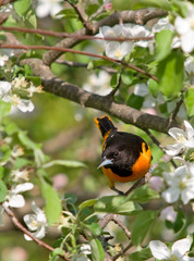 Baltimore Oriole and Apple Blossoms