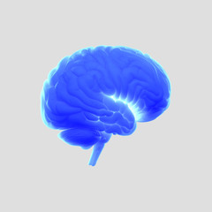 Human anatomy brain side view. Illustration of brain in blue on light background. Vibrant colors. Illustration. Art.