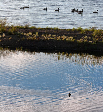Canadian Geese on Yellowstone Lake in Yellowstone National Park in the United States
