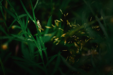 beautiful green grasshopper on herb in the sunny mountains,sprin