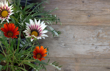 Flowers background. garden flowers on a wooden board.