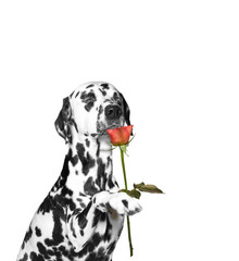 Dog present a rose and sniffs it