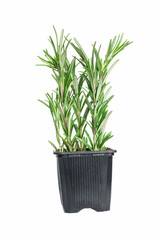 Fresh rosemary herb  in a pot