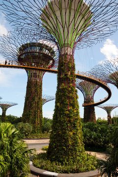 Singapore - March,2016.Supertrees in Gardens by the Bay in Singa