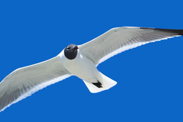 Laughing Gull (Larus atricilla)