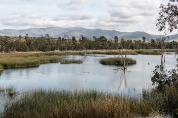 Ducks in a lake with marsh grass, and a background of trees and a mountain range at Otay Lakes County Park in Chula Vista, California. 