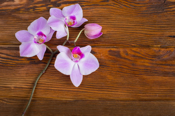 spring flowers on a wooden background