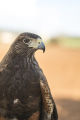 Portrait of a young sparrow hawk from Mexico