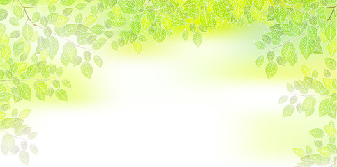 葉　新緑　木　背景
