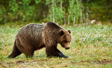 Fototapeta na wymiar Brown bear in the finnish forest