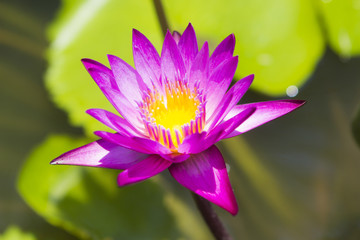 Purple water lily close up