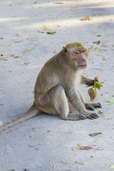 Obraz premium Macaque monkey with long tale