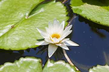 White water lily close up