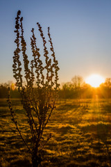 Naklejka premium Sunset