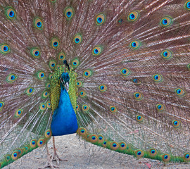 Naklejka premium Peacock in the Mountains near Adelaide Australia