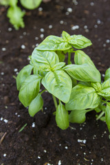 Fresh Basil