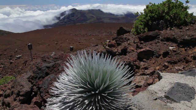 Short tilt up from Haleakala Silversword growing near the summit of Haleakala. 