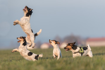 4 jack russell - funny cute little dogs jumping up and looking