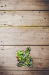 Green plant on wooden table