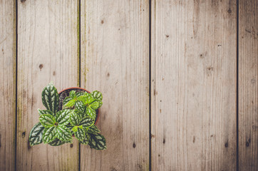 Green plant on wooden table