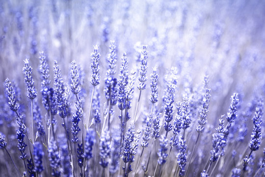 Fototapeta Beautiful blurred flowering lavender plants closeup background. Violet blue color filter and selective focus used.