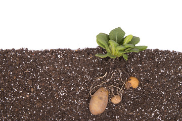 potato under soil