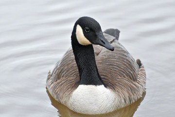 Canadian goose