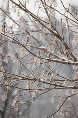 Closeup of tree branches covered with snow.