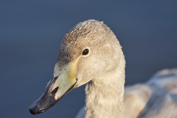 オオハクチョウ　幼鳥　クローズアップ