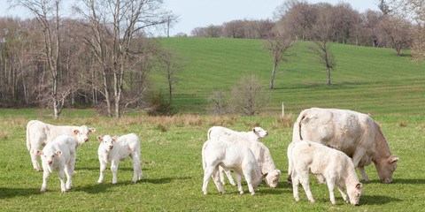 Obraz premium Group of young white Charolais calves grazing in late evening light in a lush green pasture in a panorama banner, bred for beef and meat production