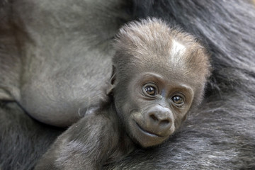 Gorilla baby portrait © Edwin Butter