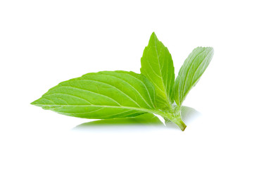 Obraz premium sweet basil leaf