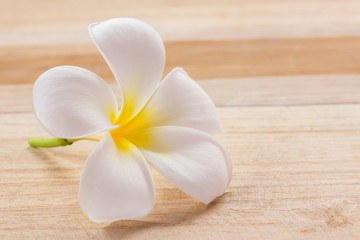 Fototapeta na wymiar Fresh frangipani flower on wooden table